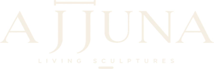 Ajjuna