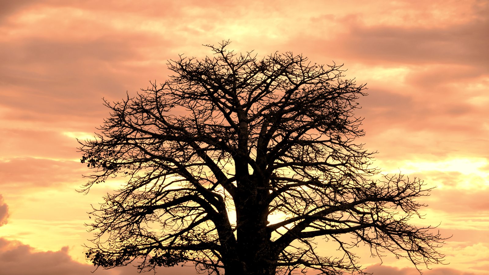 Baobab au crépuscule dans la savane