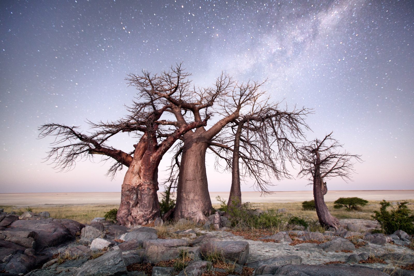 Baobabs sous un ciel étoilé