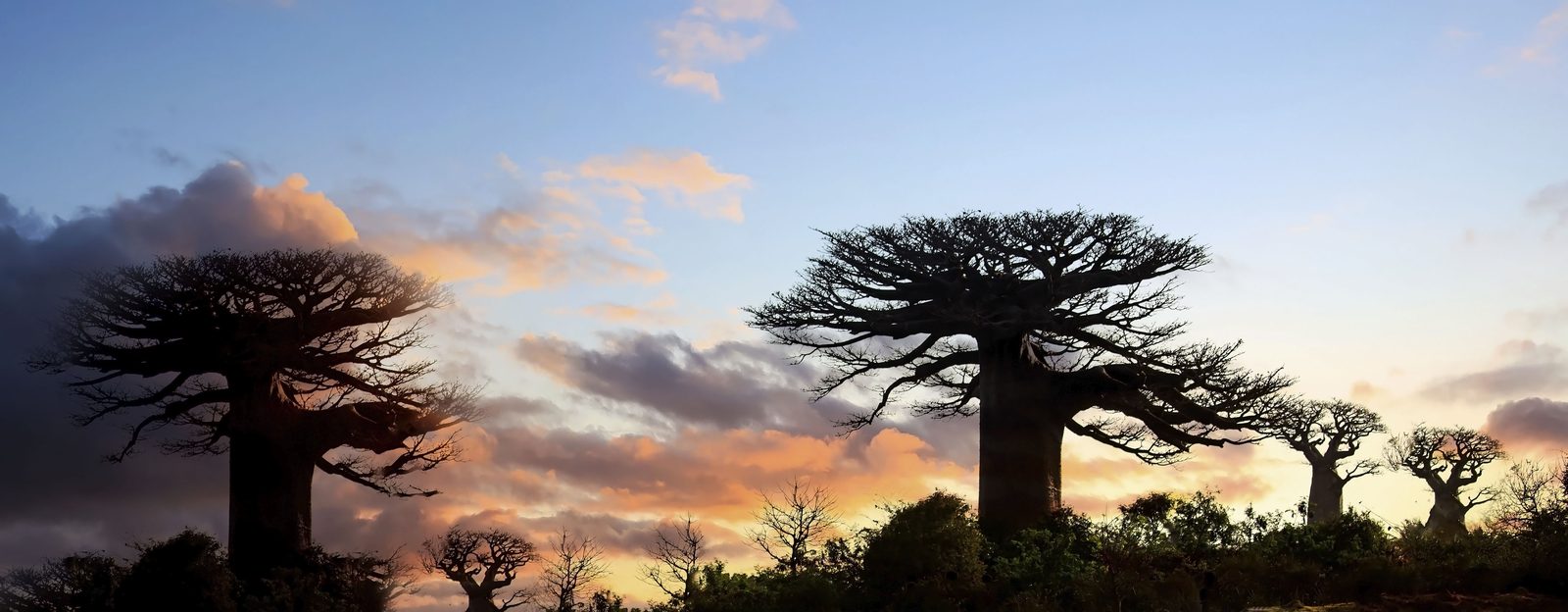 Panorama de baobabs au coucher du soleil