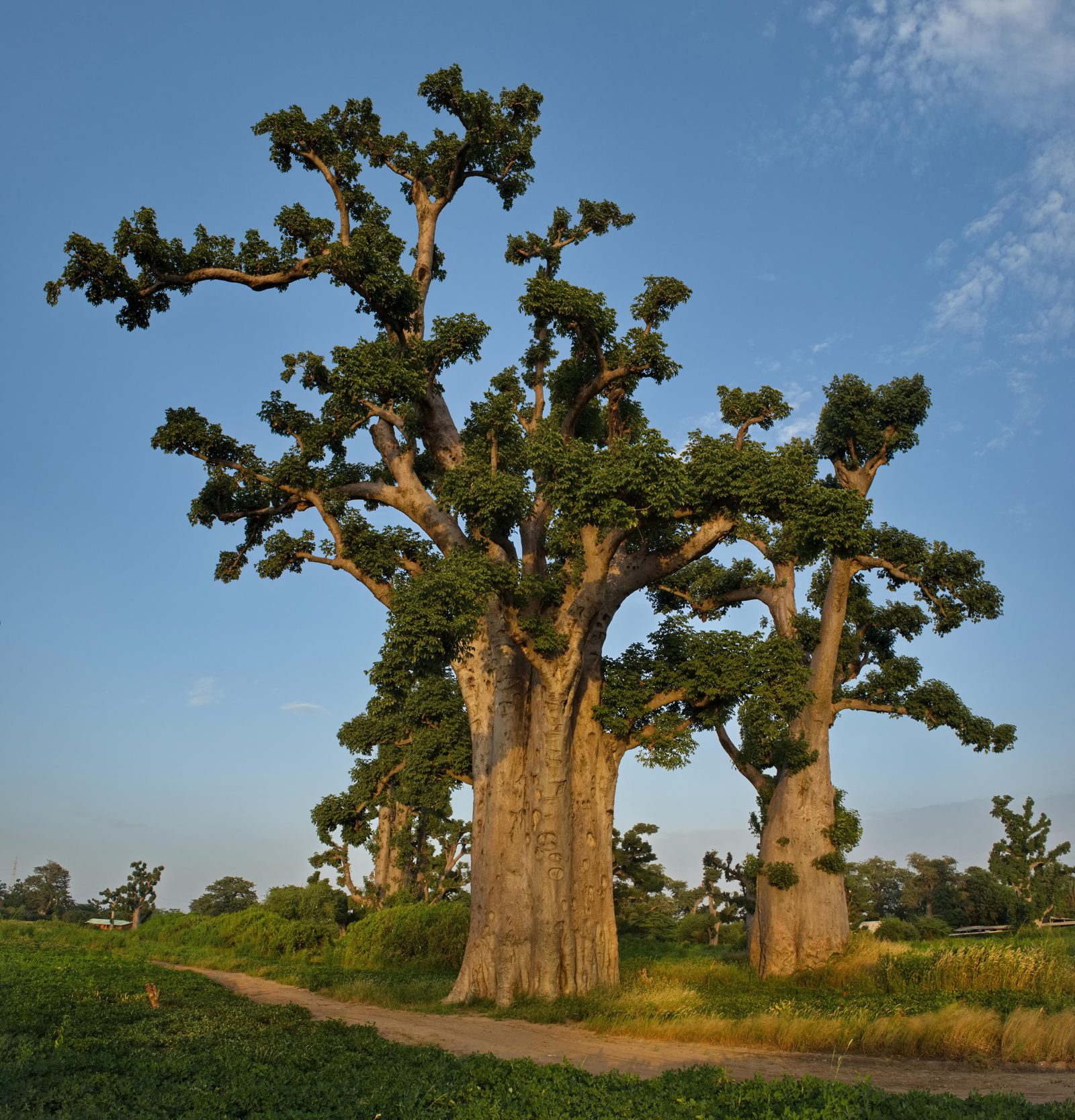 Baobabs centenaires au Sénégal